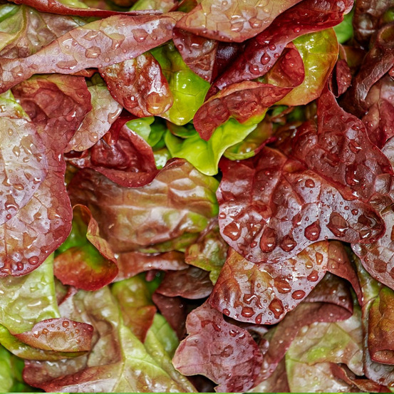 Graines de laitue batavia kamikaze feuilles rouges - vilmorin sachet