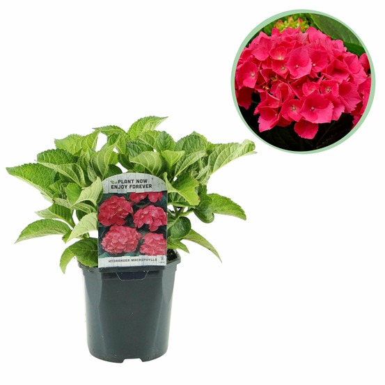Hortensia macrophylla rouge – pot 17 cm – hauteur 30 cm