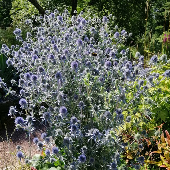 Panicaut à feuilles planes - le paquet de 3 racines nues, vendu par lot de 6