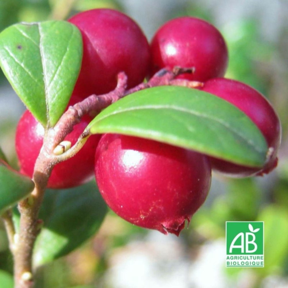 Canneberge/Cranberry 'Oxycoccos' BIO…