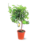 Pamplemoussier - agrume méditerranéen - arbre fruitier - ↕ 75-85 cm - ⌀ 22 cm