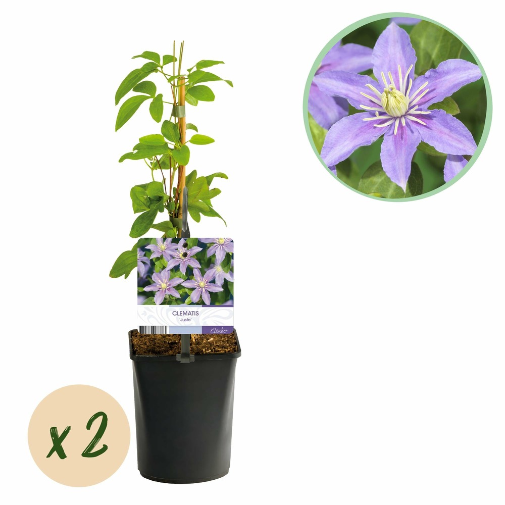 Lot de 2 - clematis justa - fleur bleu clair - pot 11cm hauteur 40cm