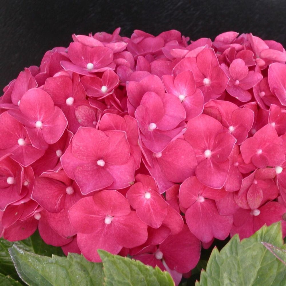 Hortensia leuchtfeuer, hydrangea macrophylla pot de 2l