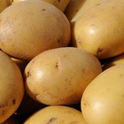 25 pommes de terre caesar - 35 - willemse, les 25 plants / ø 28-35mm