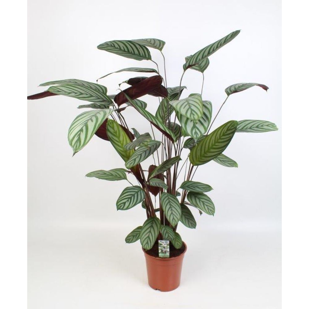 Ctenanthe oppenheimiana - ø21cm - ↕100cm - plantes d'intérieur