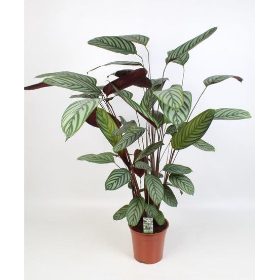Ctenanthe oppenheimiana - ø21cm - ↕100cm - plantes d'intérieur