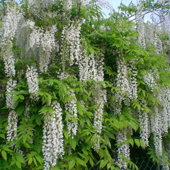 Glycine du japon blanche godet - 5/20 cm