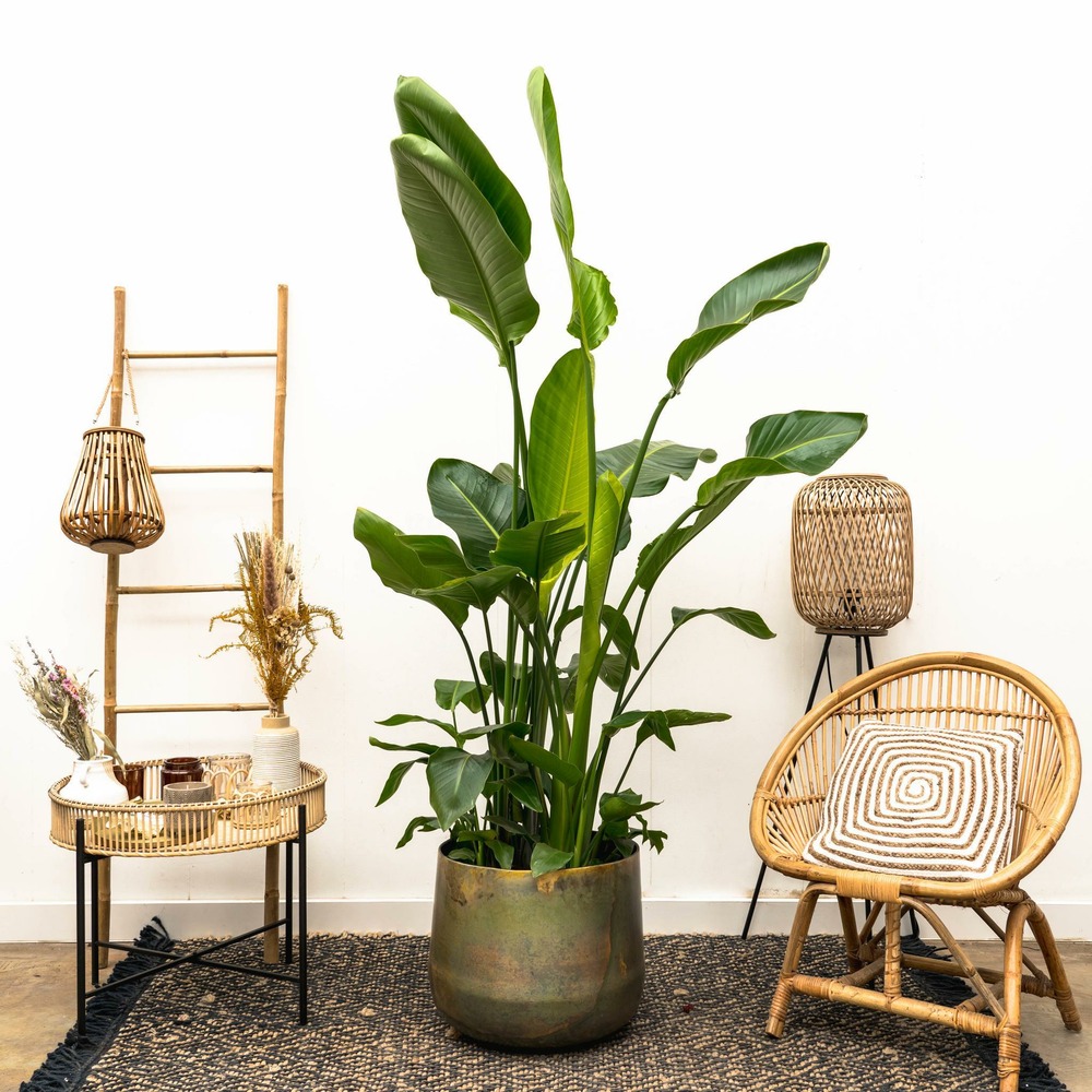 Strelitzia nicolai de luxe xxl - h250 cm - ø40 cm