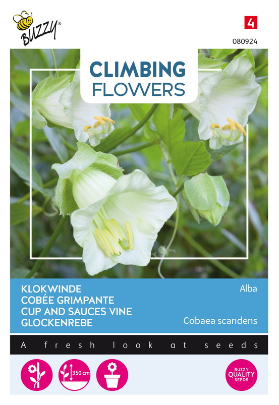 Buzzy climbing flowers, cobaea alba blanc - ca. 2 gr (livraison gratuite)