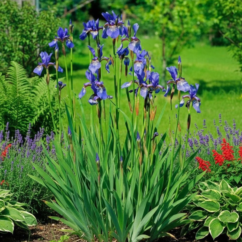 Iris de sibérie lot de 9 godets