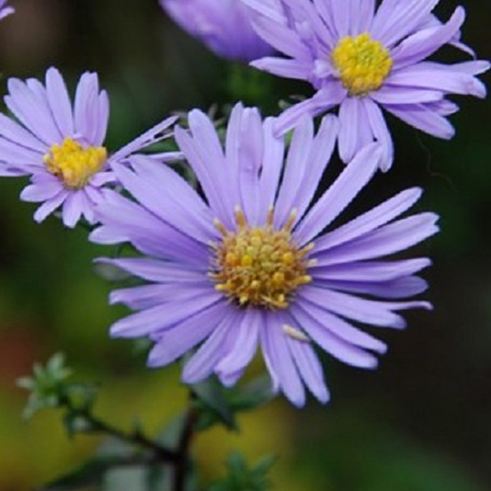 6 x aster laevis 'calliope' - aster laevis 'calliope' - godet 9cm x 9cm