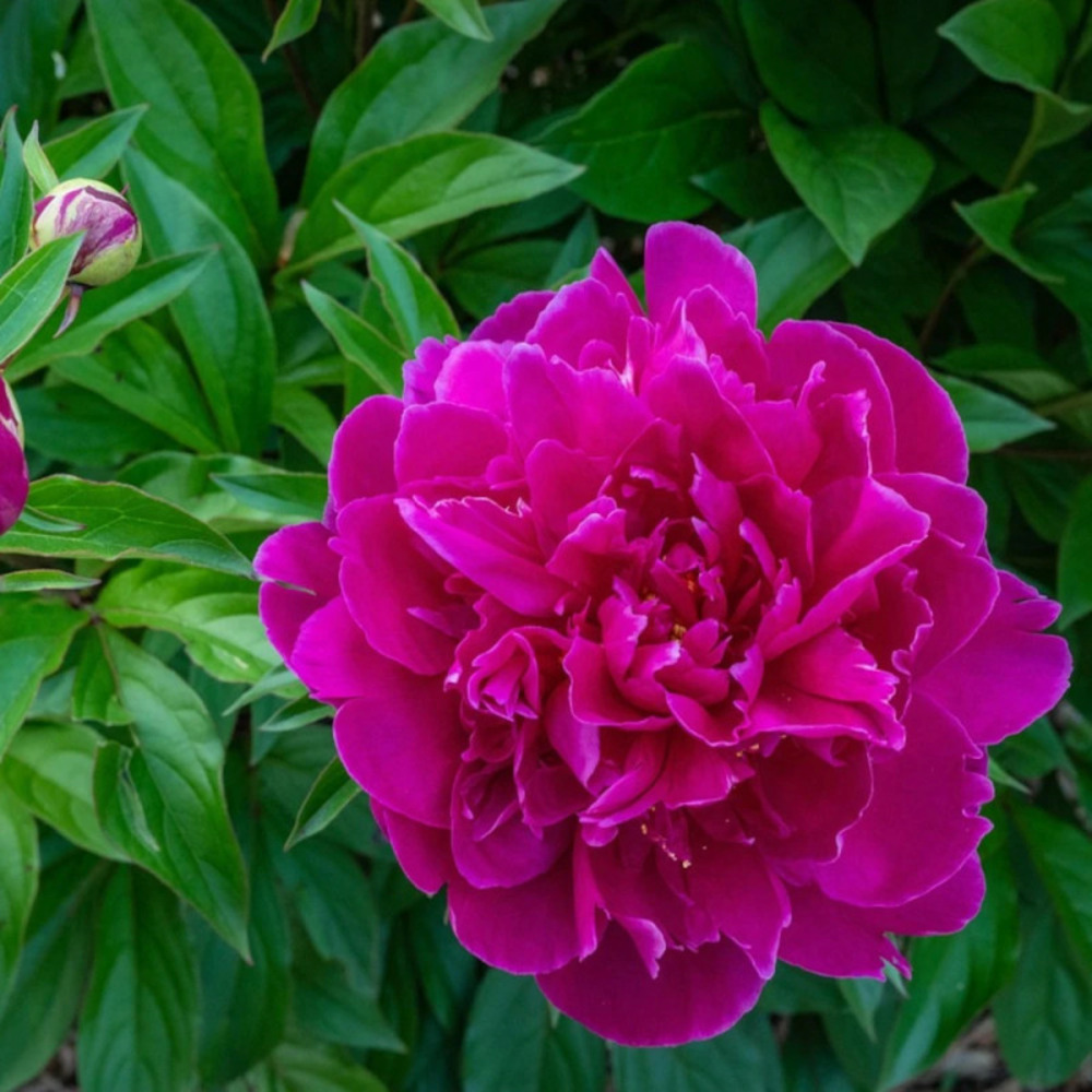 Pivoine herbacée kansas pot de 2 litres