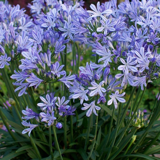 6 x lis de nil, agapanthe d'afrique - agapanthus africanus 'wolga' - godet 9cm x 9cm
