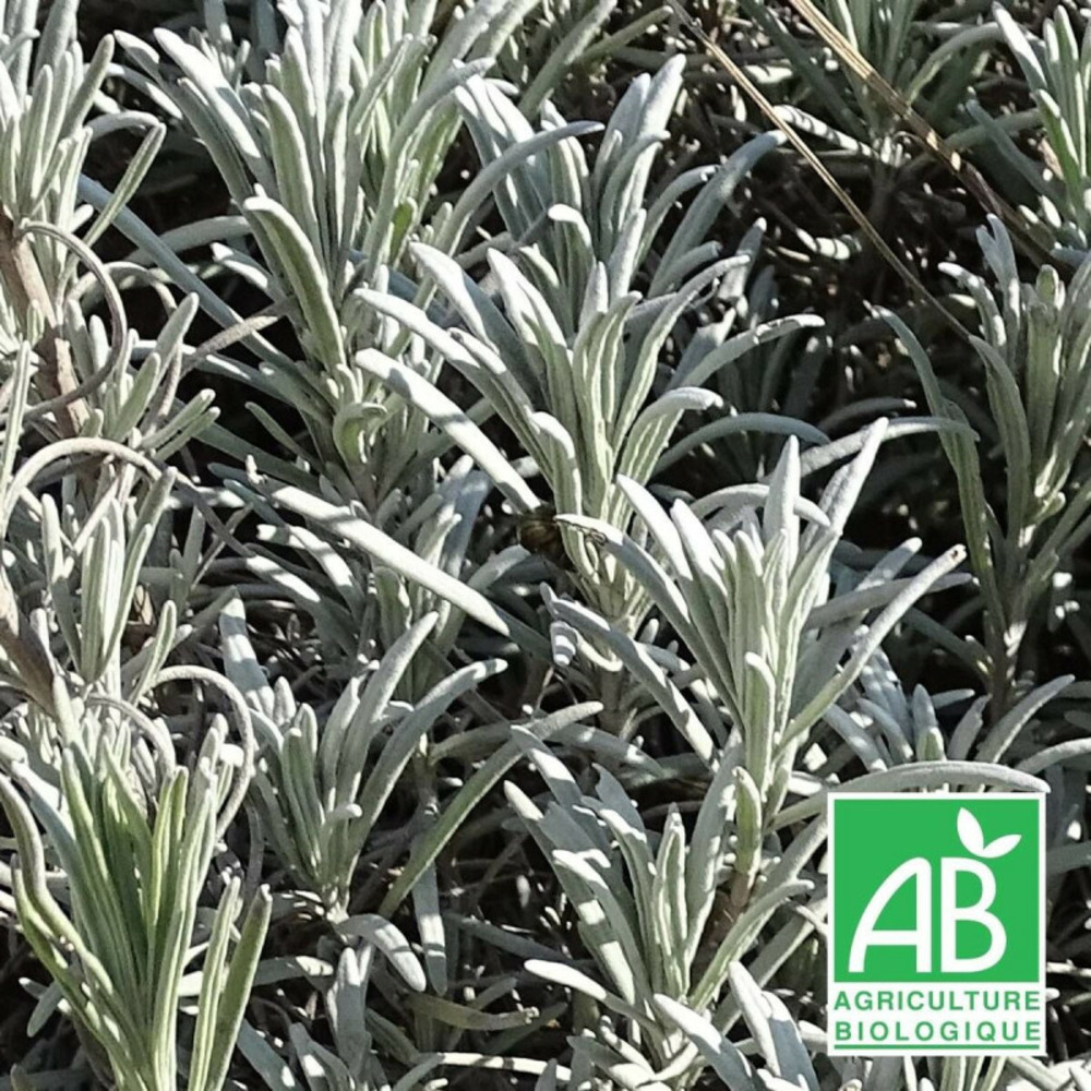 Lavande super - sans traitement godet - 5/20 cm