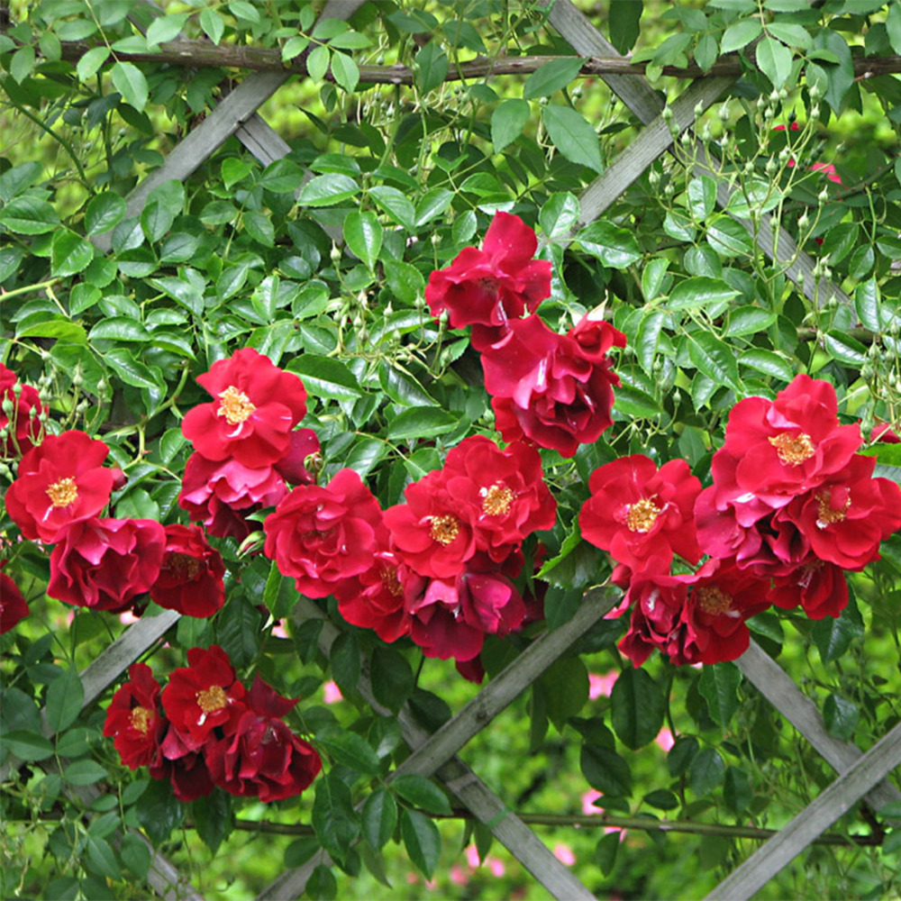 Rosier grimpant 'guinée' pot de 4l/5l