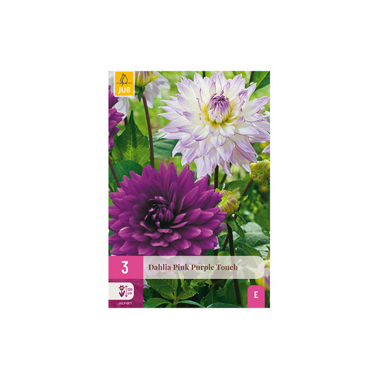 3 dahlias pink purple touch violet