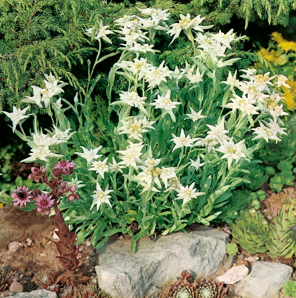 Edelweiss plante vivace - 3 godets