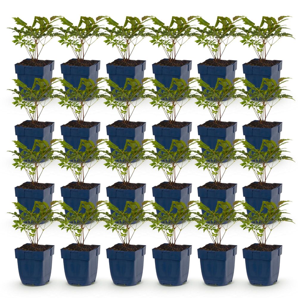 Astilbe 'fanal' - lot de 24 - pot 11 cm - hauteur 25 cm - plante d'extérieur