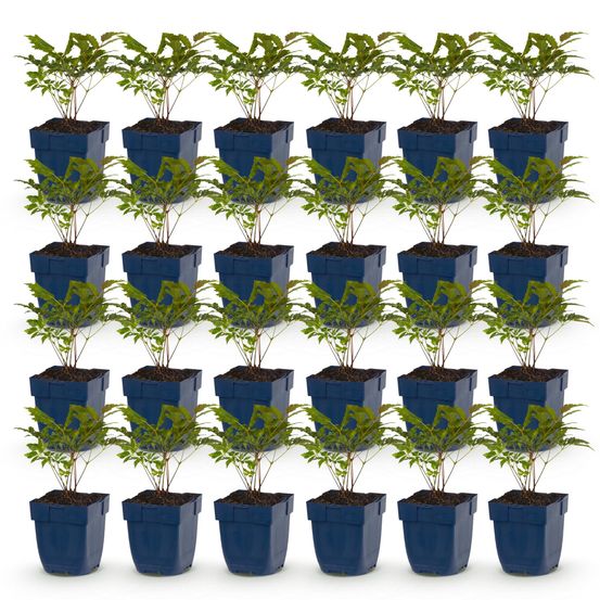 Astilbe 'fanal' - lot de 24 - pot 11 cm - hauteur 25 cm - plante d'extérieur