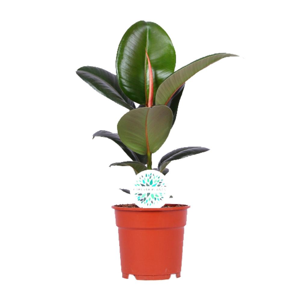 Ficus elastica robusta - ø17cm - ↕55cm - plantes d'intérieur