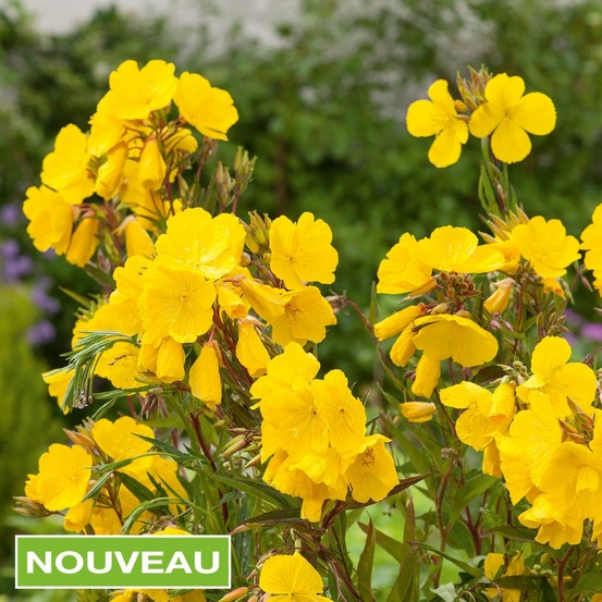 Oenothera fruticosa - 3 godets