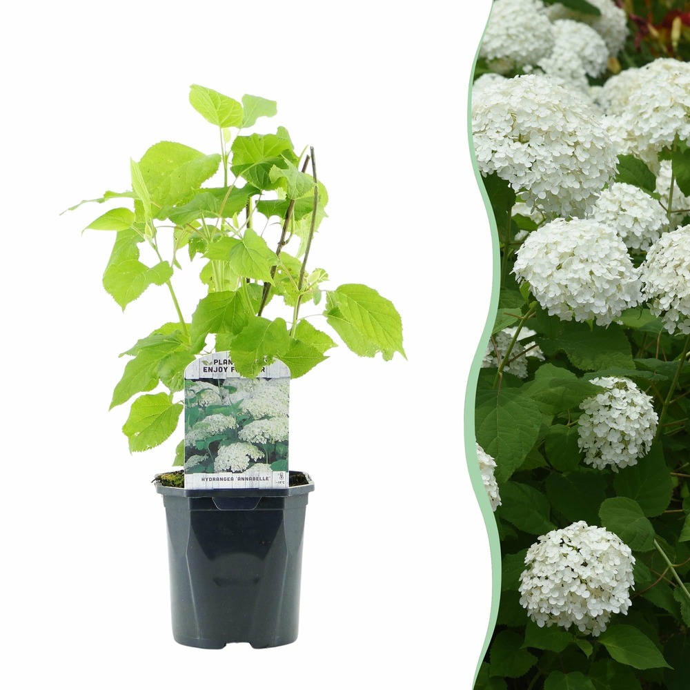 Hortensia annabelle – lot de 1 – pot 17 cm – hauteur 50 cm