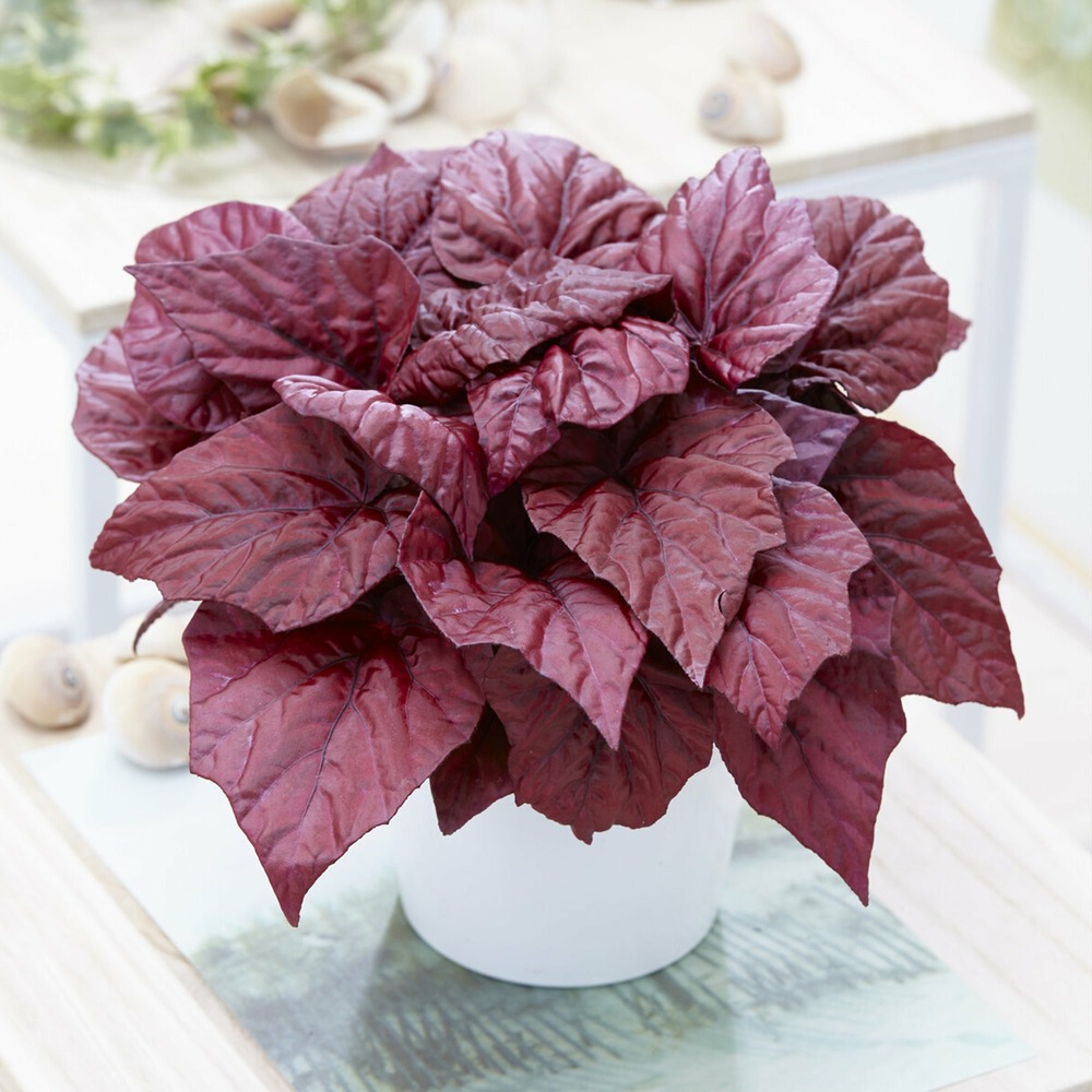 Bégonia beleaf inca flame - le pot / ø 12cm / hauteur livrée 20-30cm