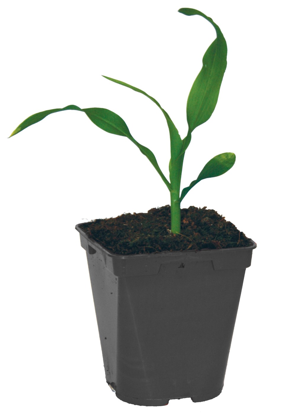 Plant de mais pop corn robust f1 pot 0,5 l