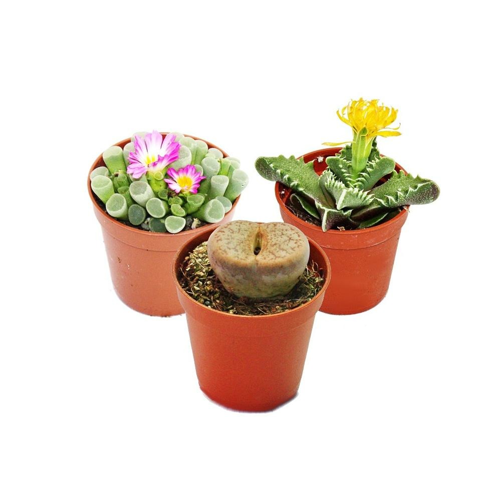 Kalahari-mix - 3 plantes en pot de 5,5cm