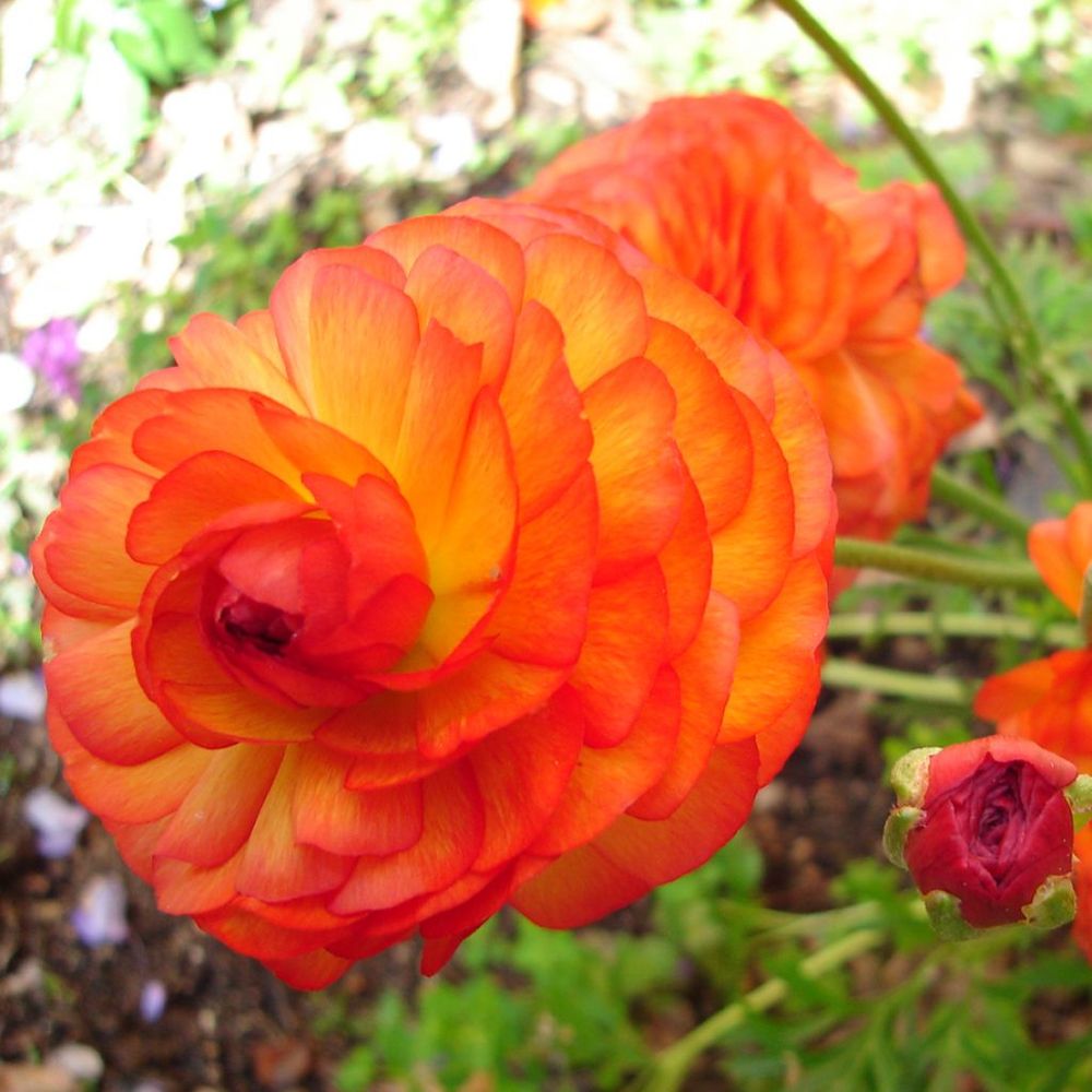 Renoncule des fleuristes '-orange-' bulbe calibre 8+ (par 20)