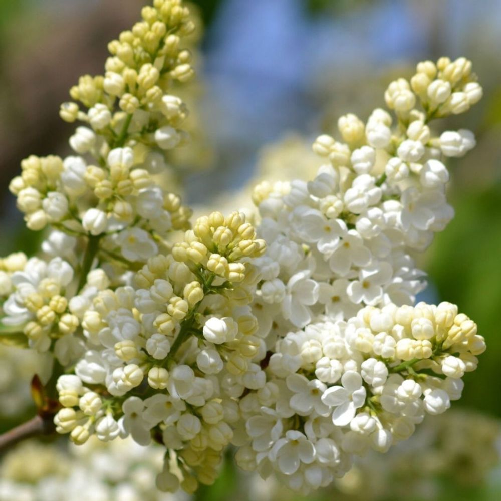 Lilas commun madame lemoine, syringa pot de 7,5l - 60/80 cm