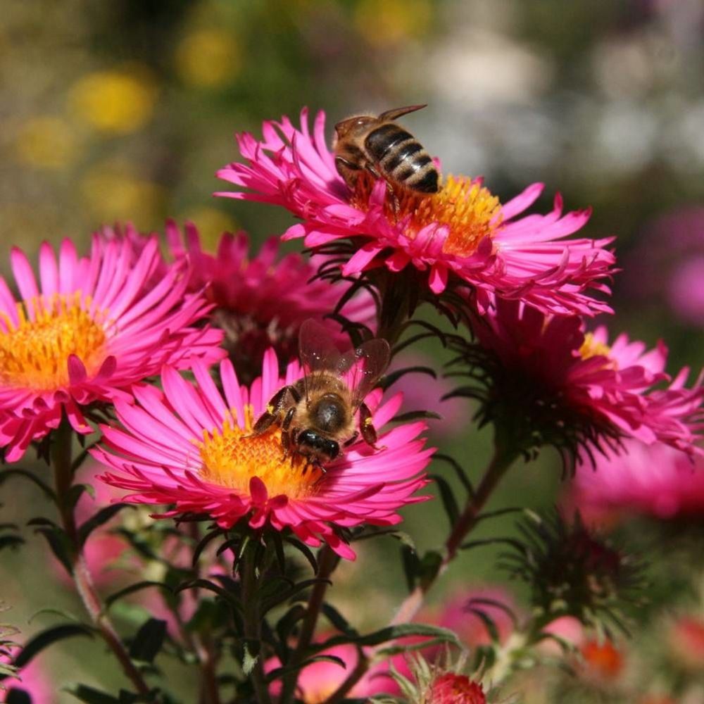 Aster grand d'automne helen ballard, aster novi-belgii lot de 3 godets