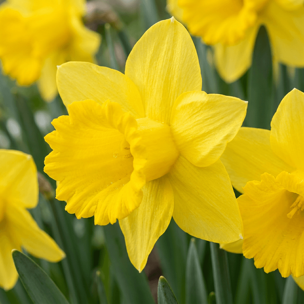 Narcisse jaune (narcissus) - floraison printanière - calibre 10/12 - 70 bulbes