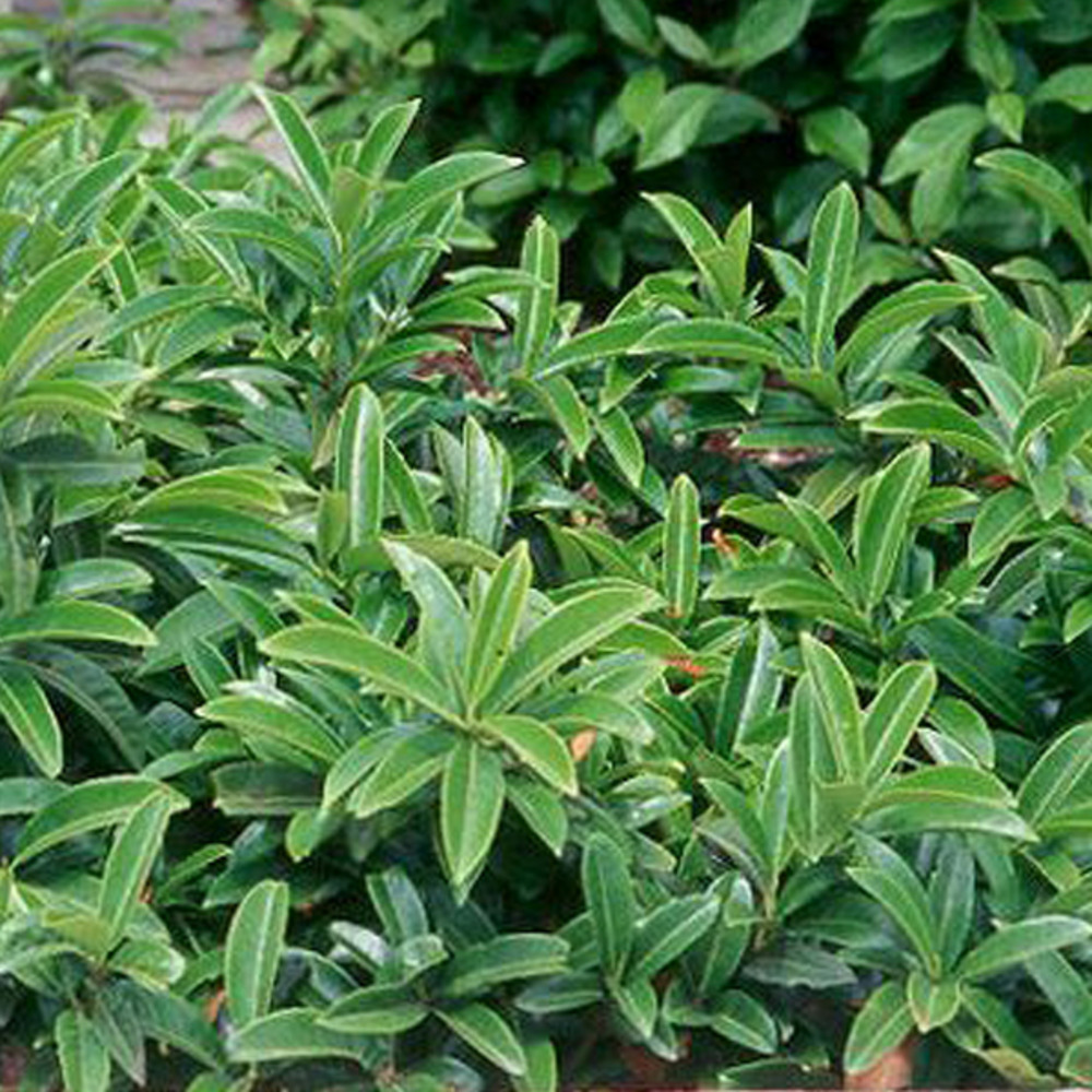 2 x laurier-cerise - prunus laurocerasus 'mount vernon'  - 20-25 cm pot