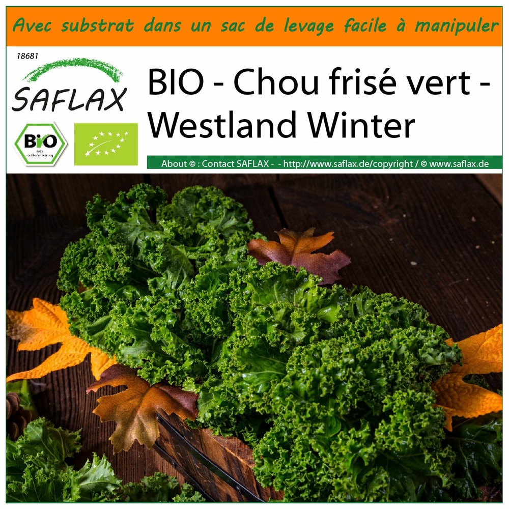 Garden in the bag - bio - chou frisé vert - westland winter - 70 graines - brassica oleracea var. Sabellica