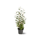Eleagnus - plantes de haies - ↕ 90-100 cm - ⌀ 19 cm - plante d'extérieur
