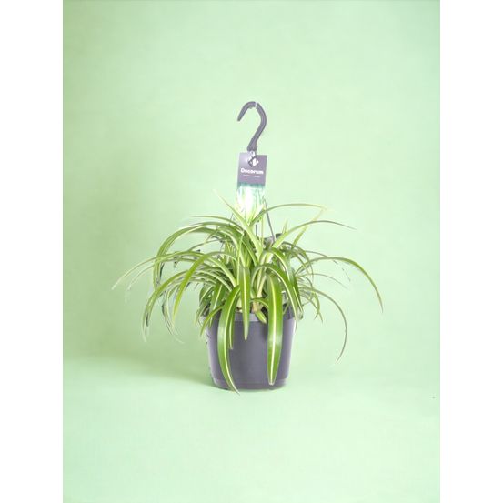 Chlorophytum comosum bonnie - h35 cm - ø17 cm