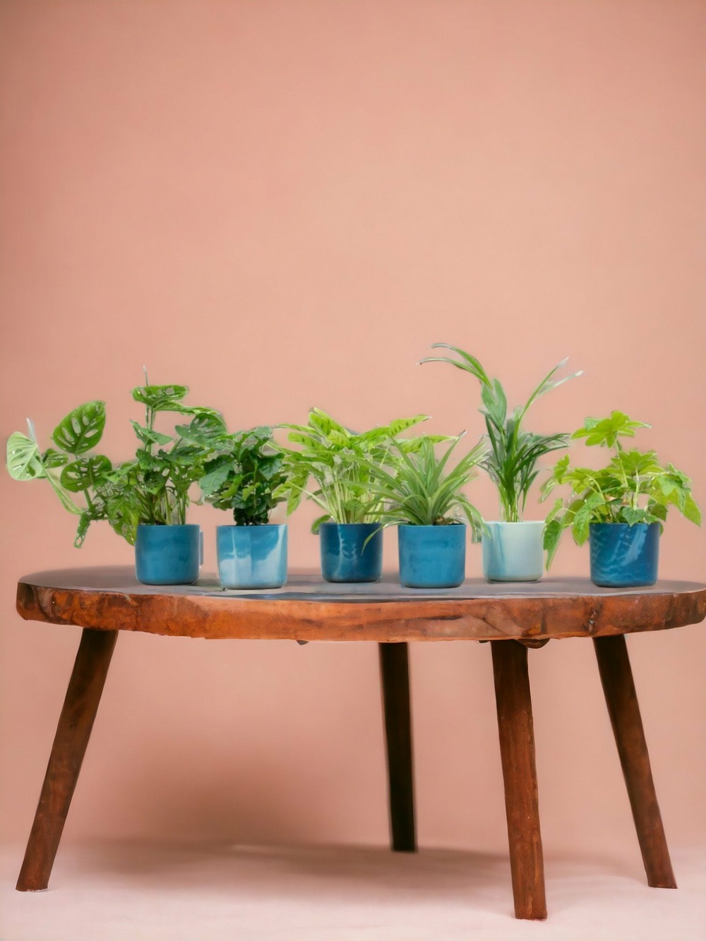 Box surprise 6 plantes+ cache-pot - hauteur 30cm