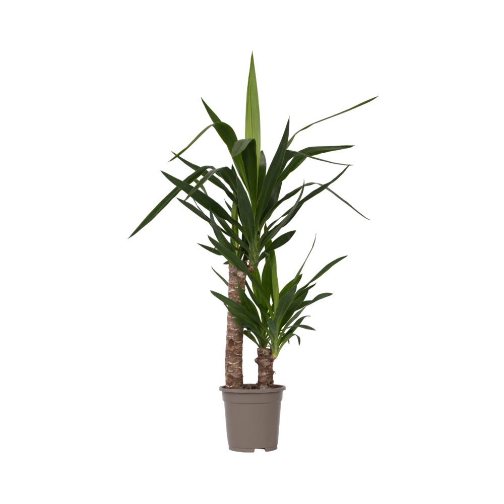 Pied d'éléphant - yucca elephantipes - hauteur 70-80cm - ⌀17cm