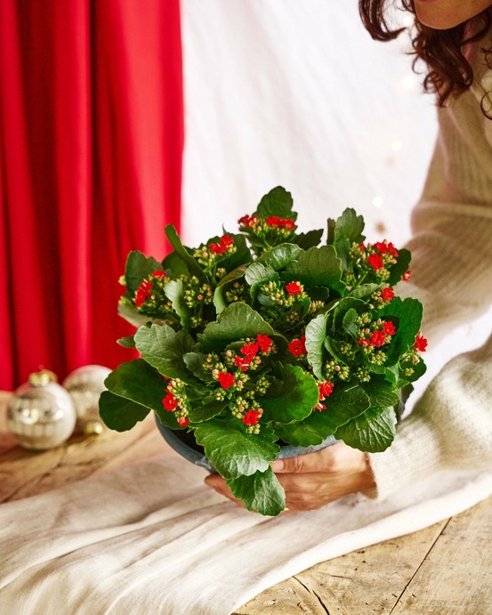 Kalanchoe rouge - décoration noël 27cm - plante d'intérieur