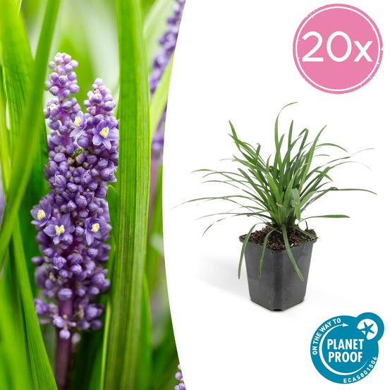Ophiopogon - herbe aux turquoises 'big blue' x20 – entre 1,25 et 1,67m2