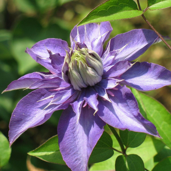 Clématite multiblue pot de 3l - echelle bambou 60/120 cm