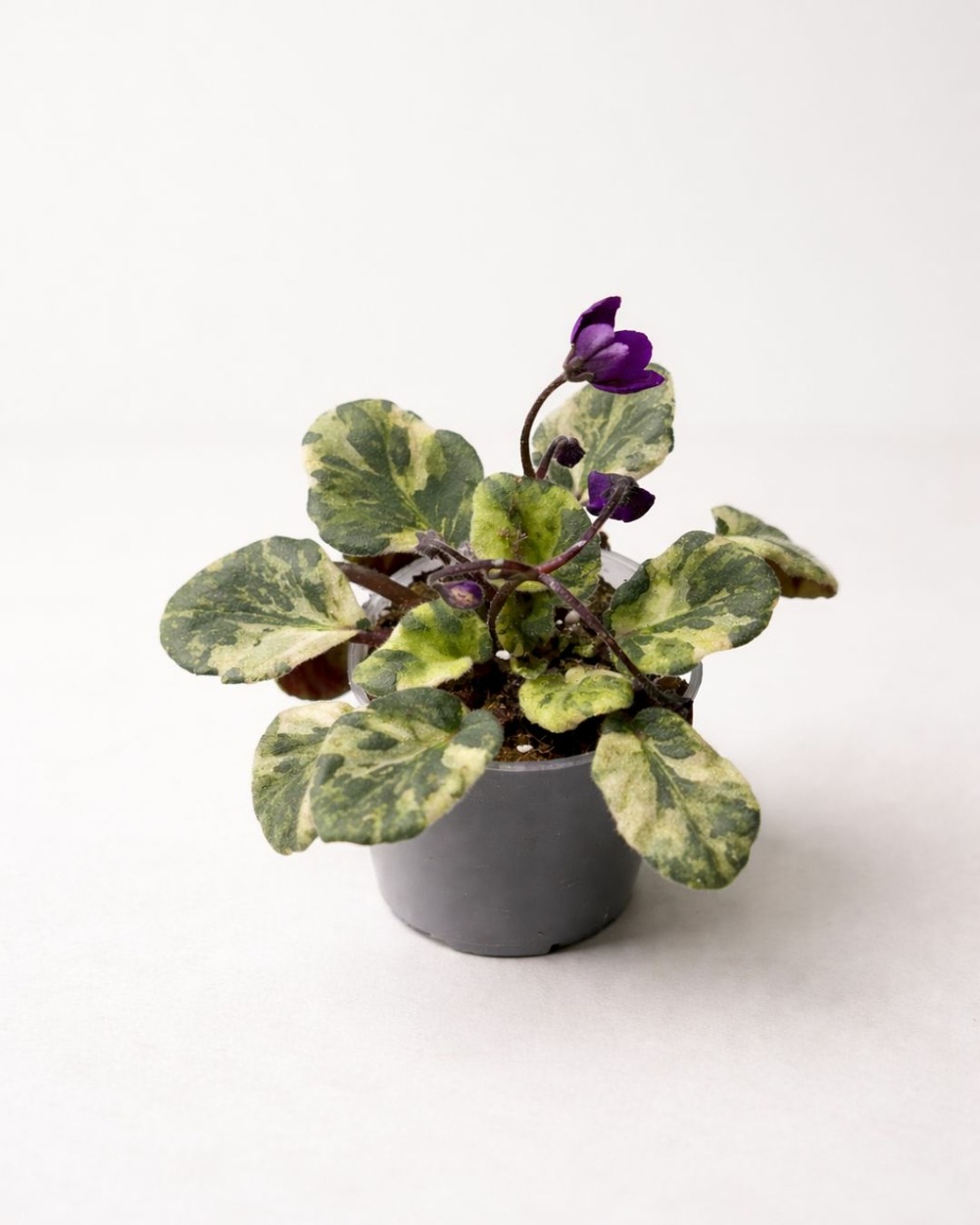 Saintpaulia marble - violette africaines d. 9cm h. 10cm - plante d'intérieur