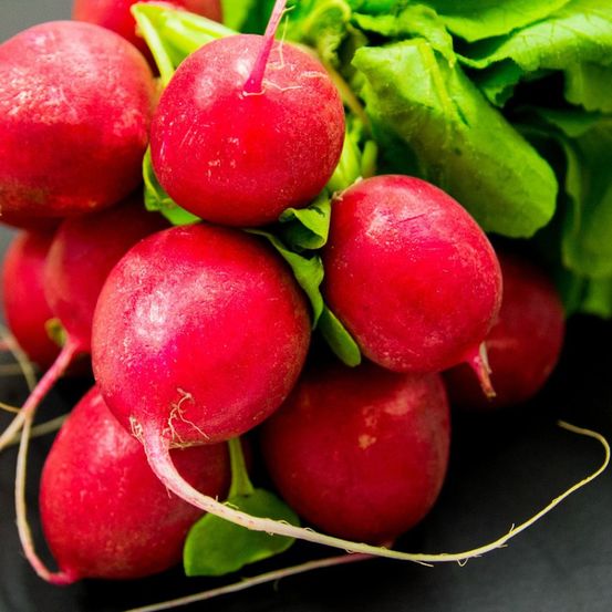 Graines de radis tinto hf1 - vilmorin présemée