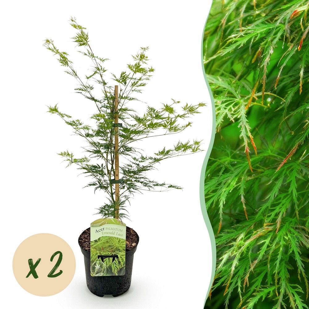 Érable du japon 'emerald lace' - lot de 2 - pot 19 cm - hauteur 70 cm