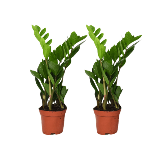 Zamioculcas zamiifolia - plantes d'intérieur