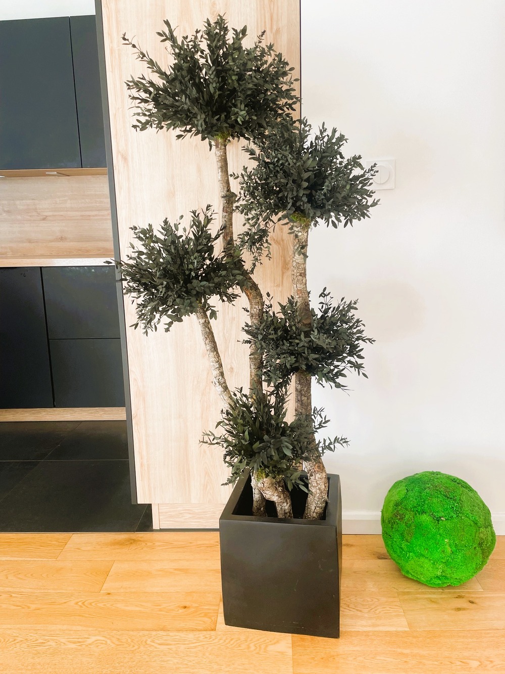 Arbre parvifolia 5 boules naturel stabilisé - arbre stabilisé - plante d'intérieur - 150 cm