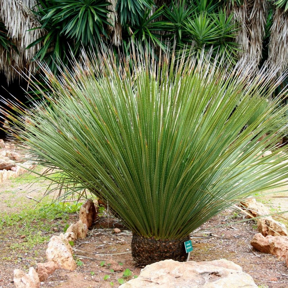 Dacylire à fines feuilles pot de 12l/15l