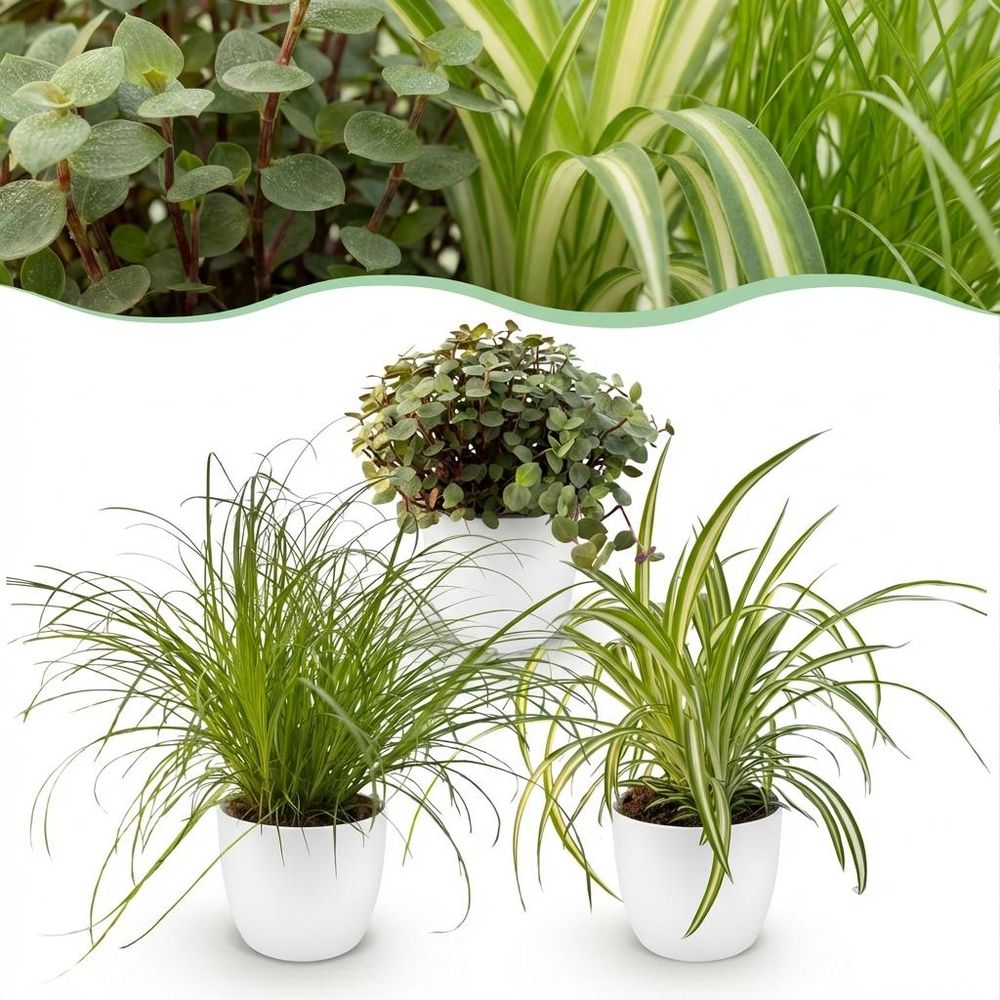 Cyperus - calissia - chlorophytum - pet-friendly - pot de 12cm - hauteur 20cm - plantes d'intérieur
