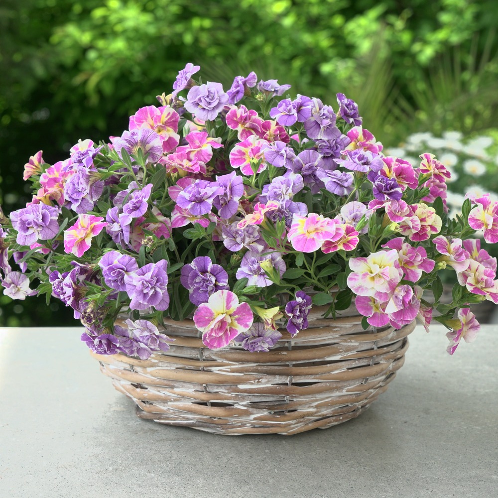 Collection de 6 mini-pétunia double loopy - les 6 pots / ø 10.5cm
